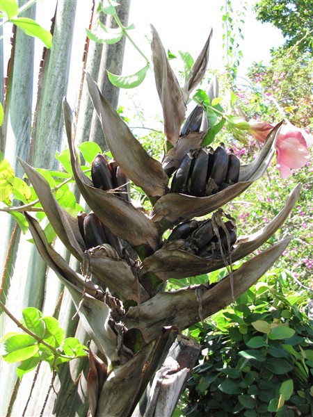 L'infrutescence de l'arbre du voyageur(Ravenala madagascarensis).jpg