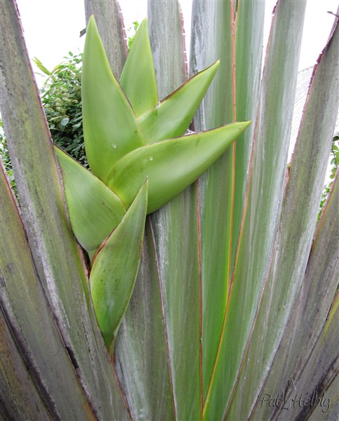 L'inflorescence naissante de l'arbre du voyageur (Ravanala madagascarensis).jpg