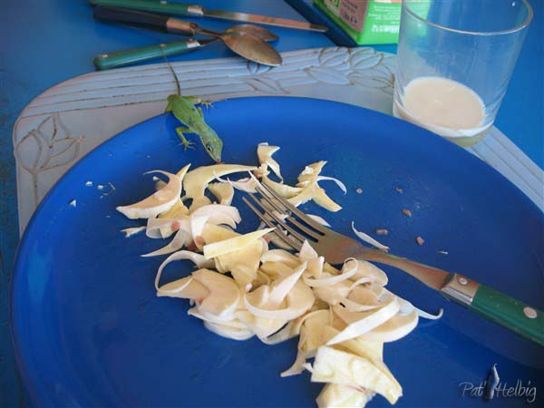 Le chou coco (coeur de cocotier) est très bon en salade!!.jpg
