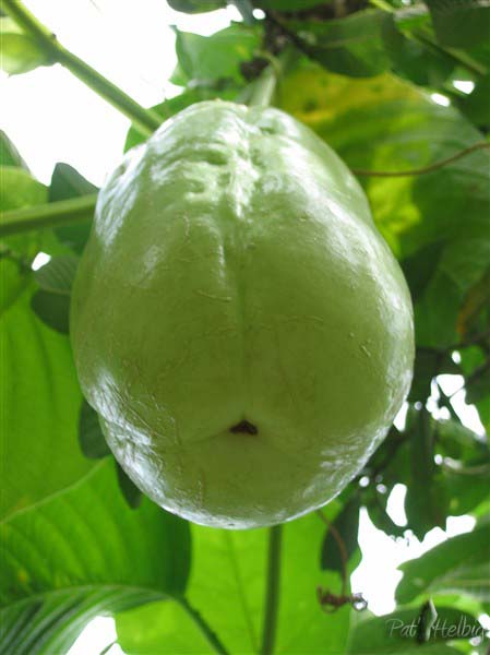 La barbadine ( Passiflora quadrangularis) est consommée en légume salade de fruits ou confiture. Le fruit peut mesurer jusqu'à 30cm..jpg