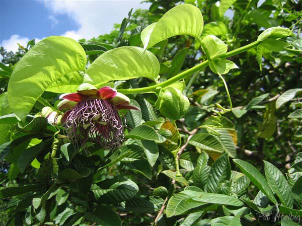La fleur de la barbadine ( passiflora quadrangularis) sur un goyavier. C'est une liane vigoureuse qui dans la nature peut grimper jusqu'à 30m!.jpg