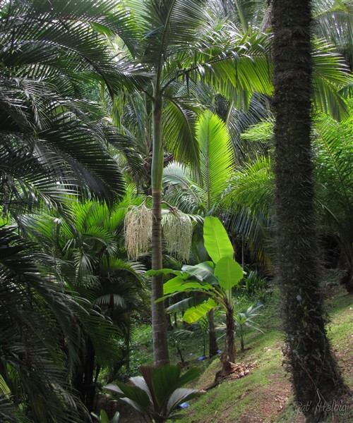 Ambiance palmique!.jpg