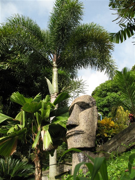 Le Moaï sculpté dans la base d'un stipe de fougère arborescente morte (Cyathea arborea) que j'ai imbibé de résine..jpg