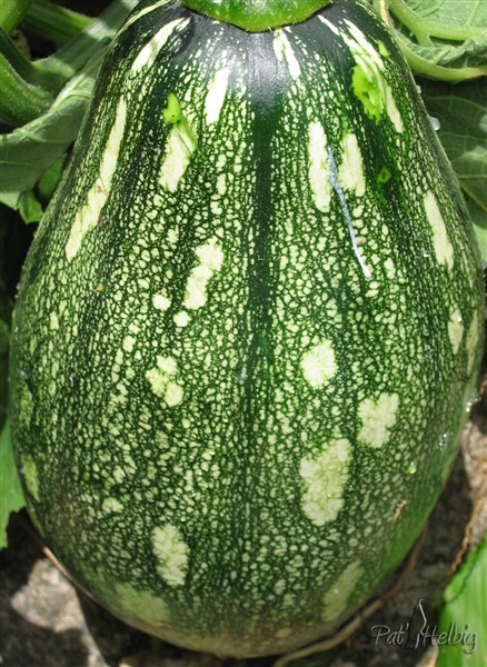 Le giraumon est le potiron de la Caraïbe, consommé en velouté, salade,gratin, purée,flanc etc...(Curcubita moschata Martinica).jpg