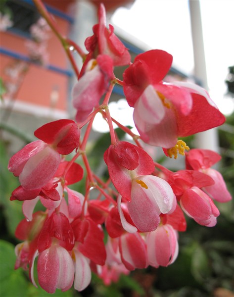 un Begonia pleureur.jpg