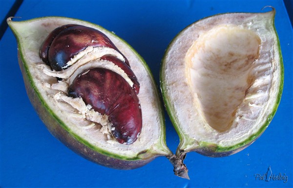 Très rarement, la liane de jade (Strongylodon macrobotrys) peut donner un fruit que voici en coupe..jpg