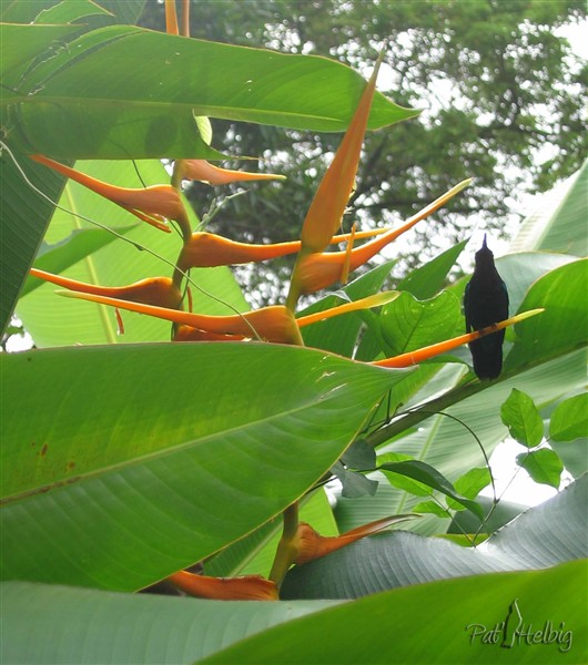 Heliconia acuminata, un brésilien aux touffes qui mesurent jusqu'à 2 m.jpg