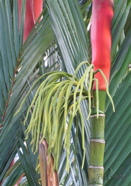 Cyrtostachys renda, l'inflorescence.jpg