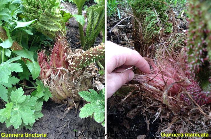 Gunnera 5 fous.jpg