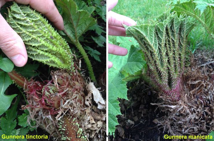 Gunnera 6 fous.jpg