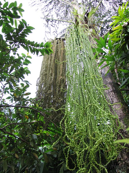 Toutes dernières inflorescences et infrutescences de mon beau Caryota urens! Planté en 2002 (plant de 4 ans en pot)début de floraison mars 2009..jpg