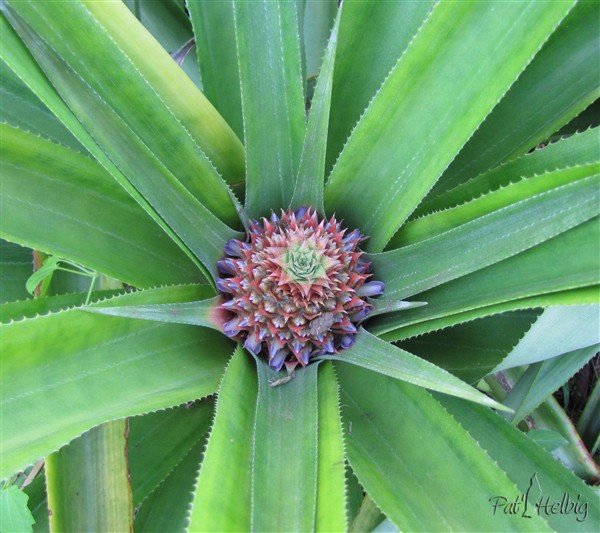 Le petit ananas-pays-L'inflorescence sur le fruit en formation pendant les jours courts de fin et début d'année..jpg