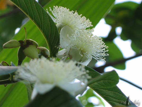 fleurs de goyavier (Psidium guajava). Petit arbre très rustique et très résistant!.jpg