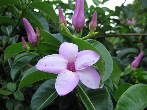 Faux allamanda (Cryptostegia grandiflora) très commun et très rustique!.jpg