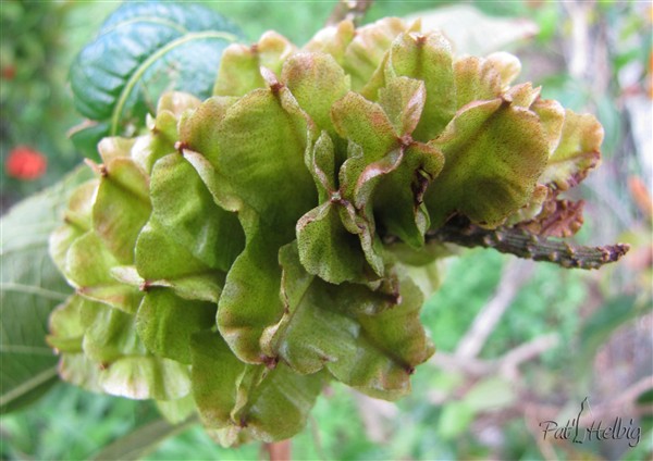 Les graines 4 crans du combretum sont difficiles à faire germer.jpg