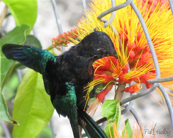 Un hallucinogène!Ce colibri décoiffé est resté une journée sur ces fleurs et se trouvait dans un état second ne supportant aucun autre congénaire!.jpg