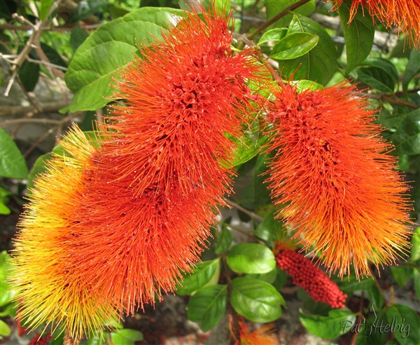 L'inflorescence spectaculaire du Combretum fruticosum 2.jpg