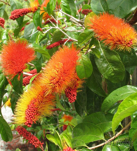L'inflorescence spectaculaire du Combretum fruticosum 1.jpg