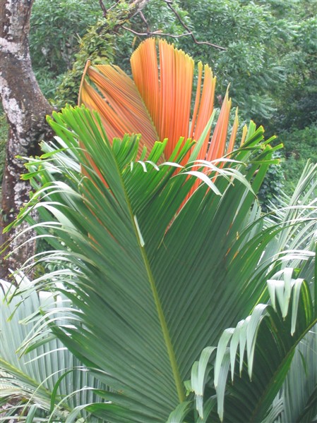 Le Vershiafeltia splendida,Palmier doré lorsque la jeune palme sort!.jpg