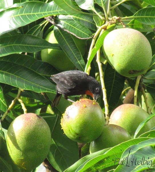 Le rouge gorge (Loxigilla noctis) à l'époque des mangues, aujourd'hui!.jpg