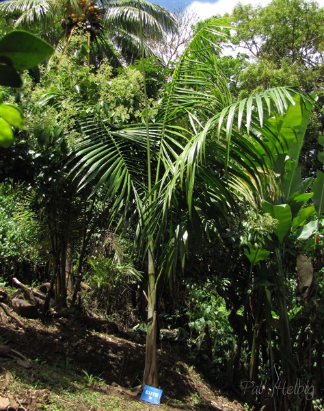 Euterpe broadwayi peut être le plus gros de tous ceux qui poussent à l'état naturel aux caraïbes juste derrière Roystonea oleracea.jpg