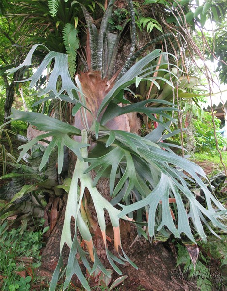 Cornes d'élan (Platycerium alcicorne) sur le tronc d'un manguier avec des Bromeliacees qui poussent en son coeur!.jpg