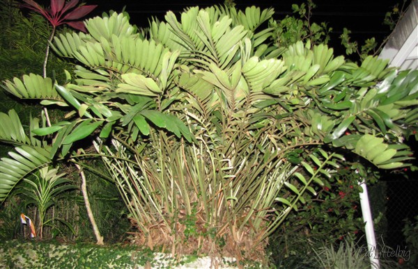 Zamia furfuracea , plante fossile,toute l'année bien verte!.jpg