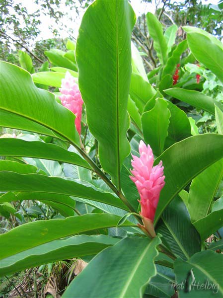 Alpinia purpurea rose.jpg