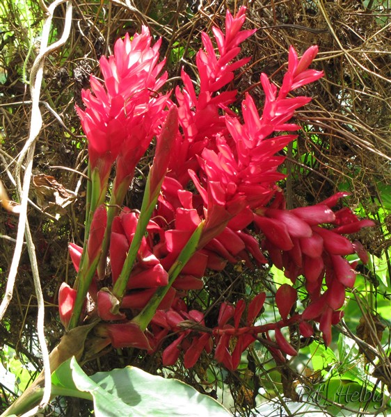 Alpinia purpurea-Dans l'inflorescence ancienne se développent des plants que l'on peut repiquer....jpg