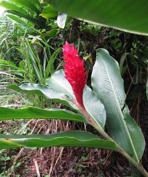 L'alpinia pupurea rouge. Il existe des cultivars roses ou blancs et à feuilles panachées; la fleur blanche tient plus longtemps en bouquet..jpg