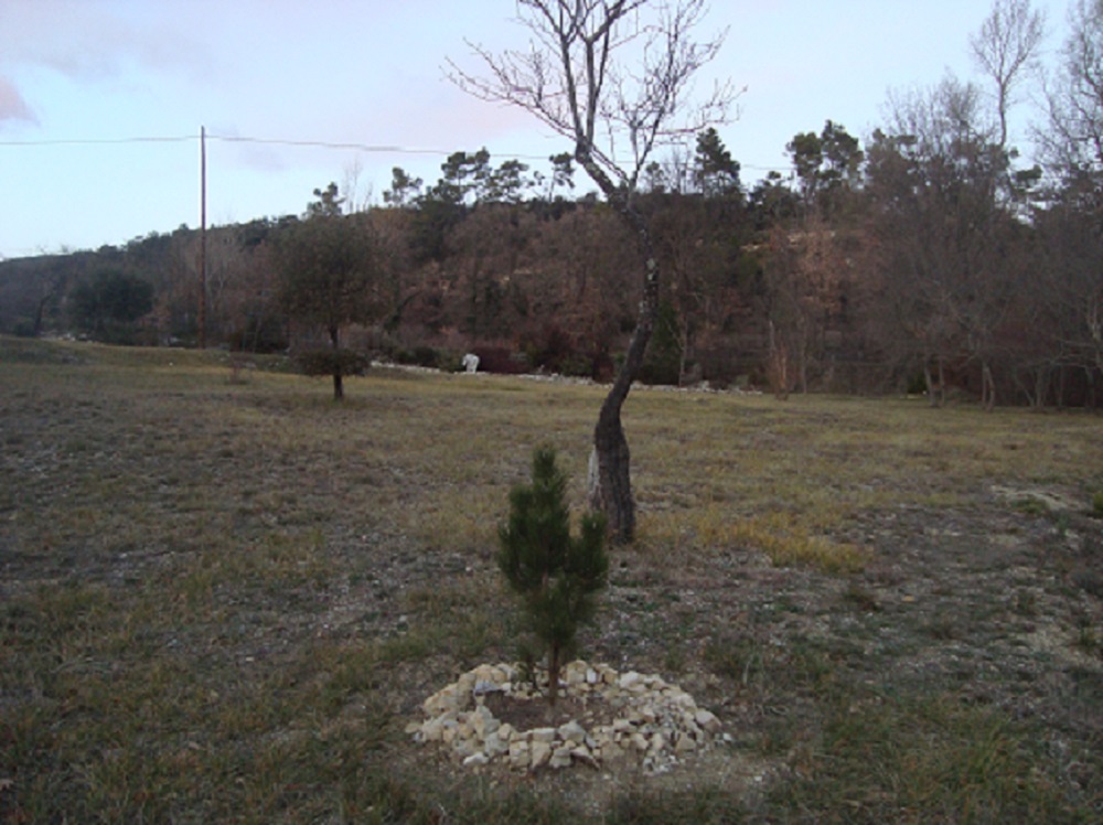 Pinus Nigra green tower planté Décembre 2011