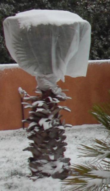 Le palmier sous la neige avec son voile