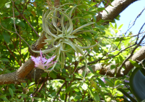 Tillandsia cacticola.PNG