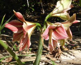 Proche des amaryllis belladona mais à floraison hivernale ou printanière