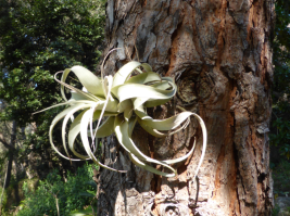 Un tillandsia de grande taille qui commence à se répandre dans le commerce