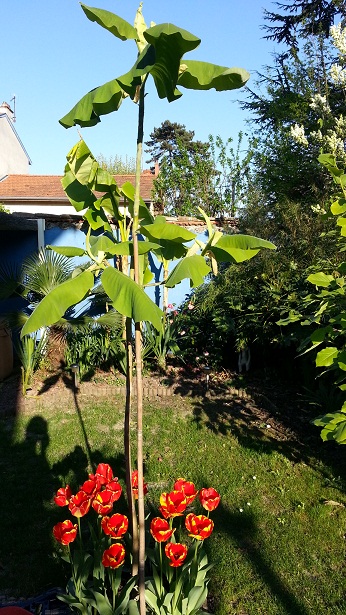 magnolia_macrophylla.jpg