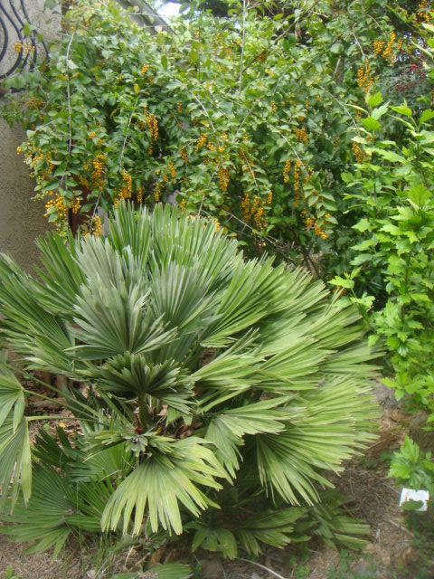 DSC05786.JPG