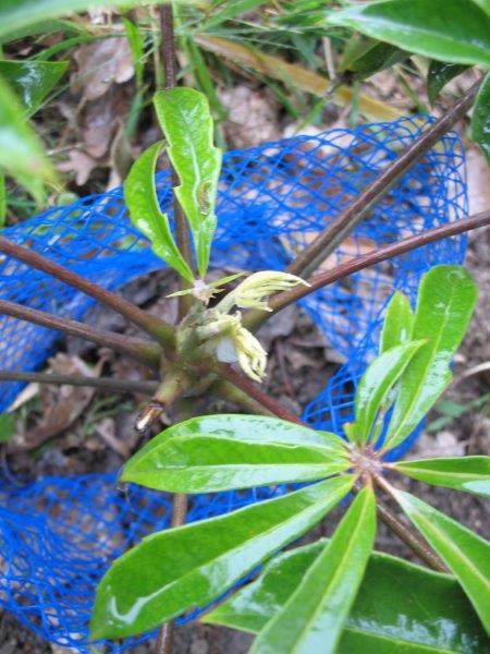 Schefflera impressa qui démarre enfin...