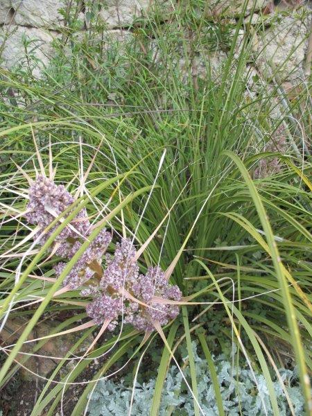 Floraison du Nolina texana