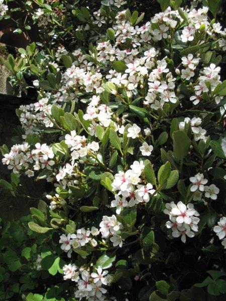 Rhaphiolepis umbellata