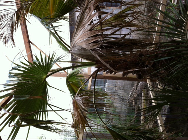 Washingtonia