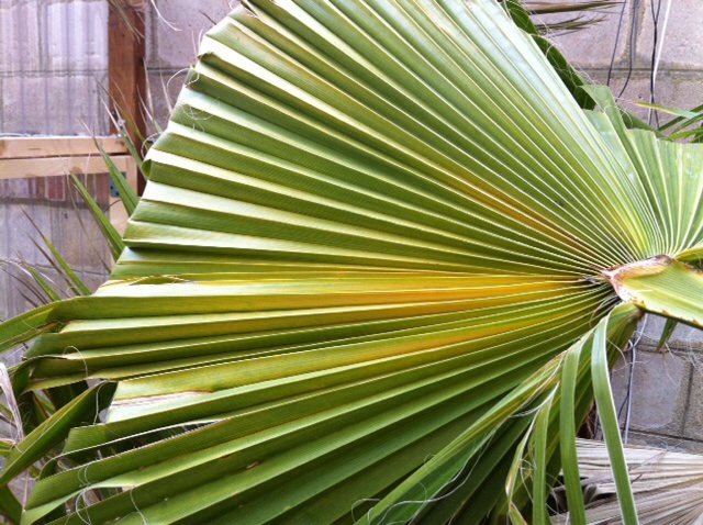 Washingtonia