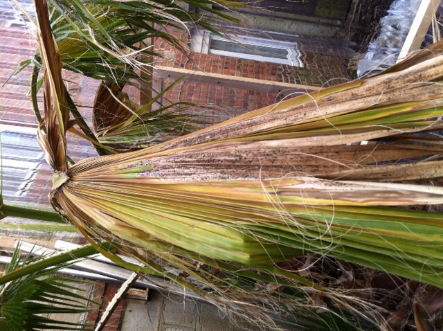 Washingtonia