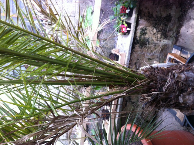 Phoenix canariensis