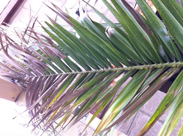Phoenix canariensis