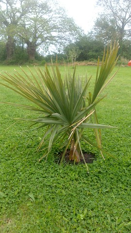 sabal minor