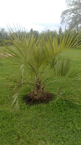butia capitata