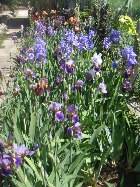 DSC05818.JPG