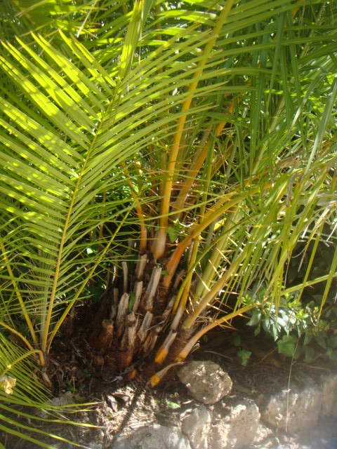phoenix reclinata