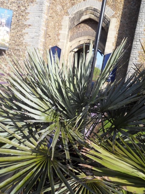 cerifera devant le chateau de Cardiff